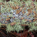 Lichens & fungi