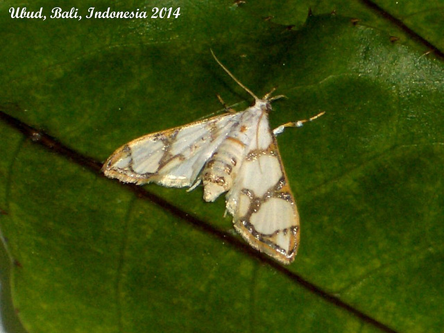 IBa054 Cirrhochrista fumipalpis (Fig Moth)