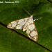 IBa054 Cirrhochrista fumipalpis (Fig Moth)