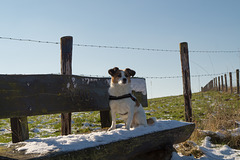 Jack Russell Terrier Clifford DSC09908