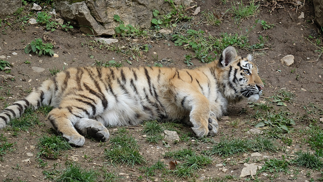 BESANCON: Citadelle: La famille Tigre de Sibérie (Panthera tigris altaica).016
