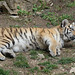 BESANCON: Citadelle: La famille Tigre de Sibérie (Panthera tigris altaica).016