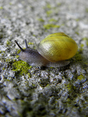 Snail race  (number  2)