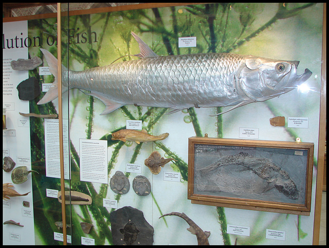 evolution of fish