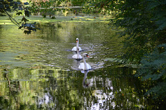 Swans on patrol