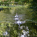 Swans on patrol