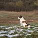 Jack Russell Terrier Clifford DSC09901