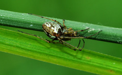 Long Jawed Orb Web Spider. Tetragnathidae. 6