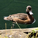Tufted Duck (Female)