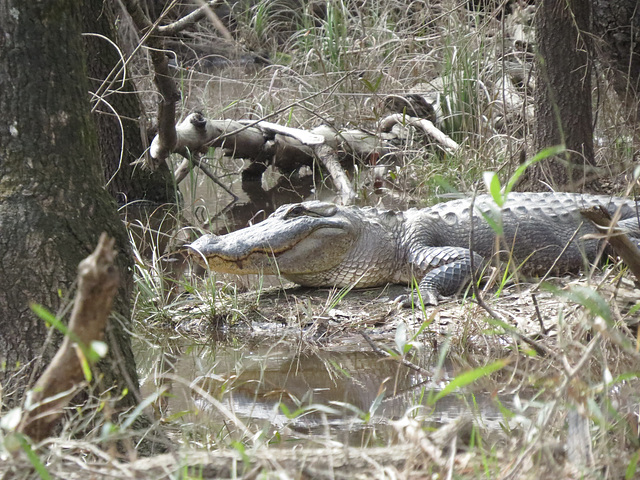 A rather large alligator