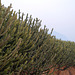 20080304-0143 Euphorbia neriifolia L.