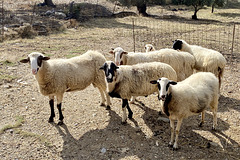 Lampini 2021 – Sheep