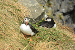 Iceland, Pair of Puffins at the Dyrhólaey Cape