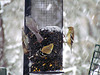 Snowing at the Sunflower Feeder