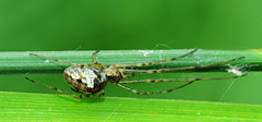 Long Jawed Orb Web Spider. Tetragnathidae. 5