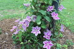My Clematis Plant,  with new growth and lots of new  flower buds to open :)   2019