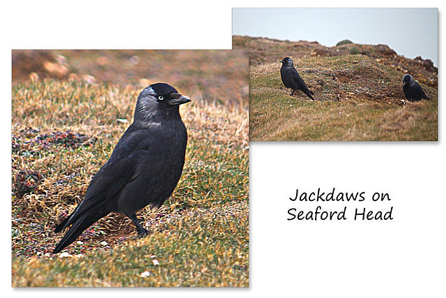 Jackdaws on Seaford Head - 10.3.2016