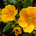 149 Primula Elatior- Hybridprimel sind Topfprimel und taugen oft für den Garten nicht