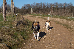 Jack Russell Terrier Rico und Clifford DSC09907