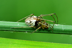 Long Jawed Orb Web Spider. Tetragnathidae. 4
