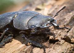 Male Stag Beetle Portrait