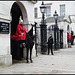 guarding the horseguards
