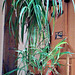 Spider plant with young in my kitchen