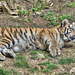 BESANCON: Citadelle: La famille Tigre de Sibérie (Panthera tigris altaica).017