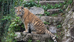 BESANCON: Citadelle: La famille Tigre de Sibérie (Panthera tigris altaica).018