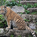 BESANCON: Citadelle: La famille Tigre de Sibérie (Panthera tigris altaica).018