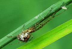 Long Jawed Orb Web Spider. Tetragnathidae. 2