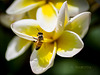 Bee on frangipanni