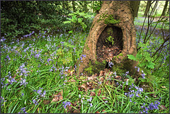 Spring greenery and Bluebells - Ladybank wood.