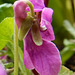 153 Viola odorata - das Duftveilchen - Sorte Charlotte -