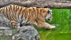 BESANCON: Citadelle: La famille Tigre de Sibérie (Panthera tigris altaica).019