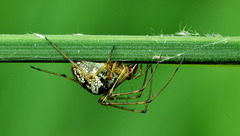 Long Jawed Orb Web Spider. Tetragnathidae 1