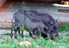 Junge Warzenschweine bei der Futtersuche