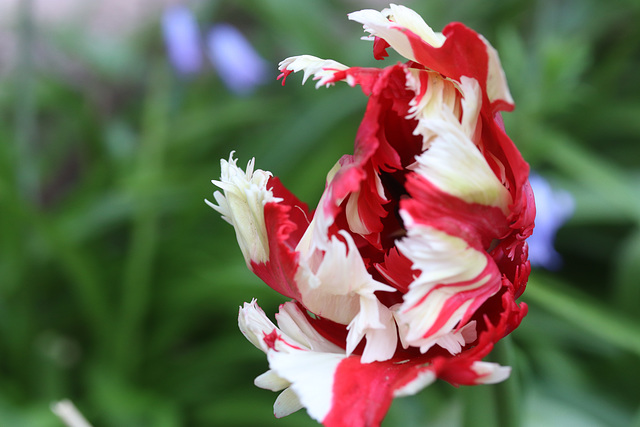 tulipe de mon jardin