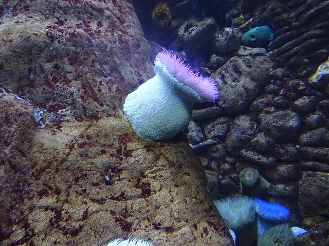 Fish Eating Anemone