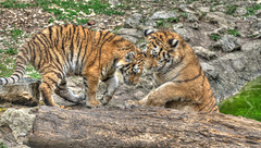 BESANCON: Citadelle: La famille Tigre de Sibérie (Panthera tigris altaica).020