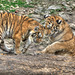 BESANCON: Citadelle: La famille Tigre de Sibérie (Panthera tigris altaica).020