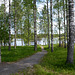 Finland, Birch Grove on the Shores of Lake of Kolima