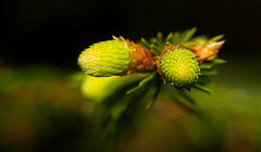 Die frischen Triebe der Fichte :))  The fresh shoots of the spruce :))  Les pousses fraîches de l'épicéa :))