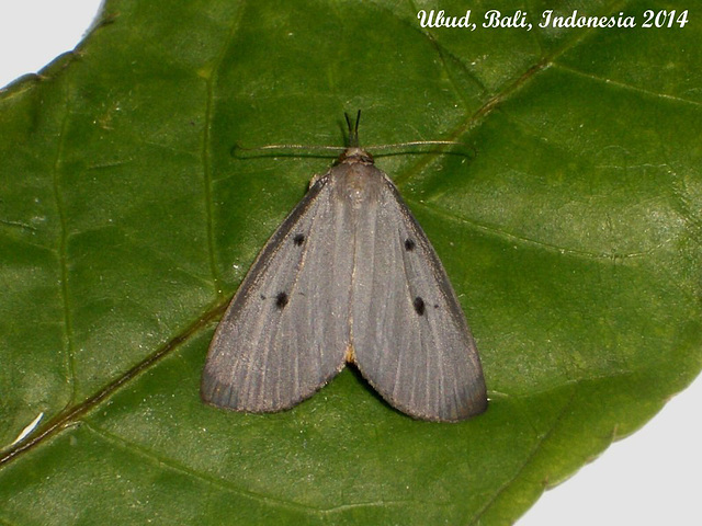 IBa064 - Pinacia molybdaenalis