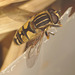 EF7A8744hoverfly