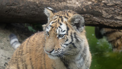 BESANCON: Citadelle: La famille Tigre de Sibérie (Panthera tigris altaica).021