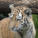 BESANCON: Citadelle: La famille Tigre de Sibérie (Panthera tigris altaica).021