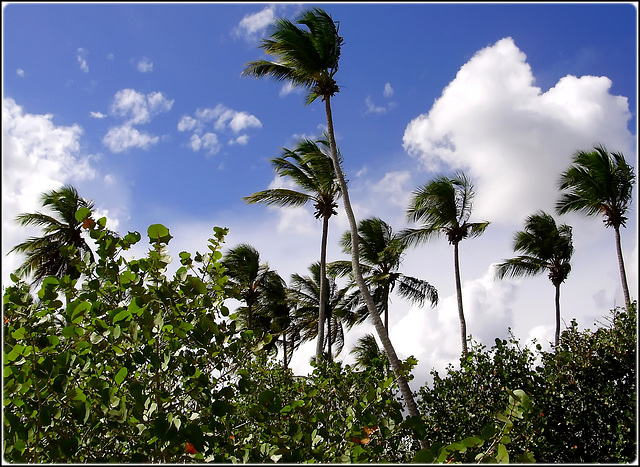 Bayahibe : Palme al vento e la pianta 'uva di mare' (coccoloba)