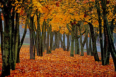 Mitten im goldenen Herbstlaub - Amongst the golden autumn leaves - PiP
