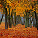 Mitten im goldenen Herbstlaub - Amongst the golden autumn leaves - PiP